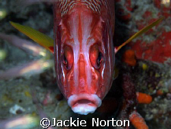 This squirrel Fish was happy to smile for the camera.. by Jackie Norton 